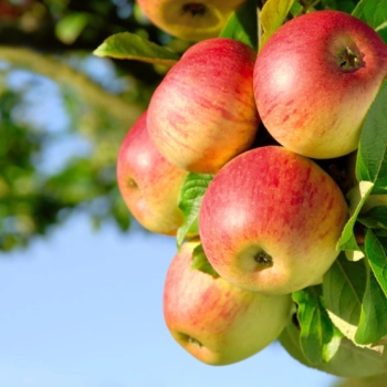 Pracownik produkcji - sortowanie jabłek