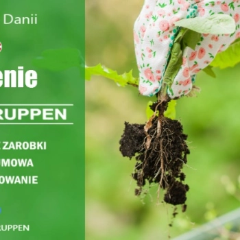 Pielenie Warzyw Praca Sezonowa